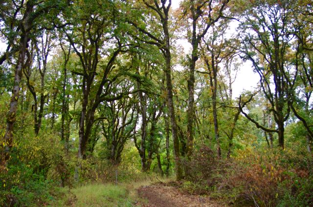 Oak_woodland%2C_Oaks_to_Wetlands%2C_Carty_Unit%2C_Ridgefield_NWR.jpg